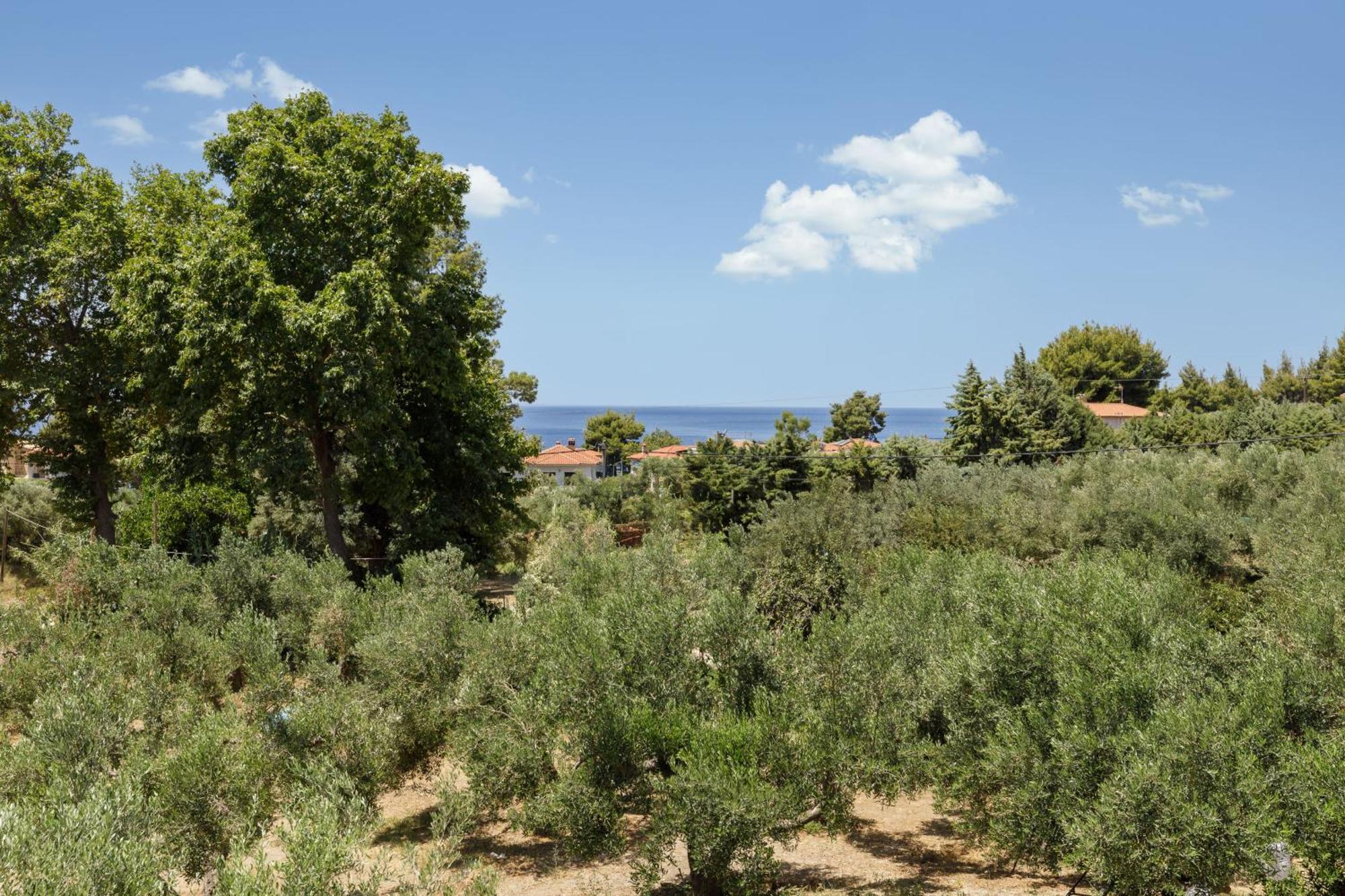 Olea Villas By Halu!, Cozy Villa In Nikiti Λαγόμανδρα Εξωτερικό φωτογραφία